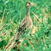Upland Sandpiper